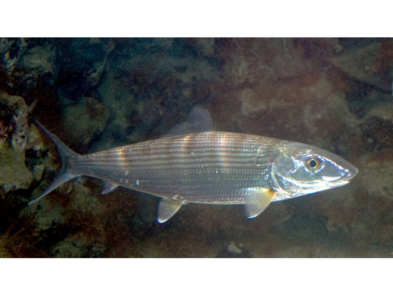 Angeln auf Bonefish