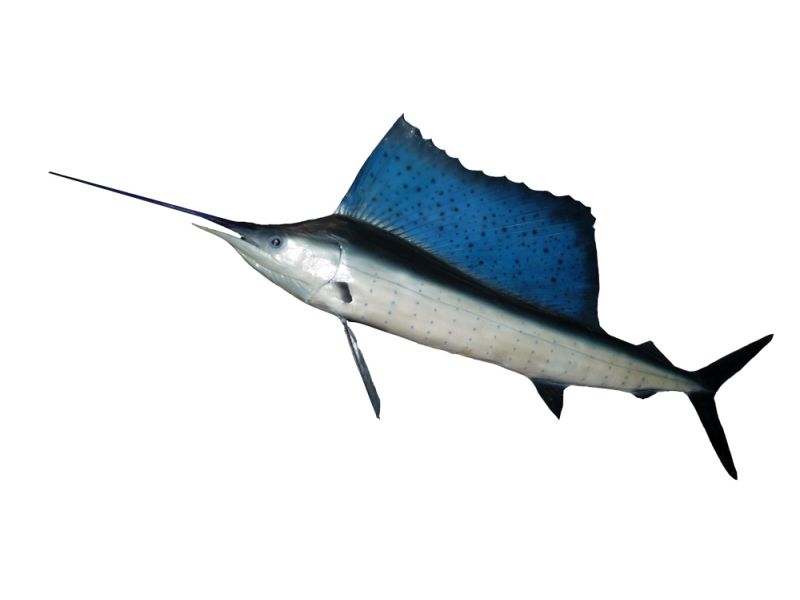 Schwertfisch angeln Segelflossen