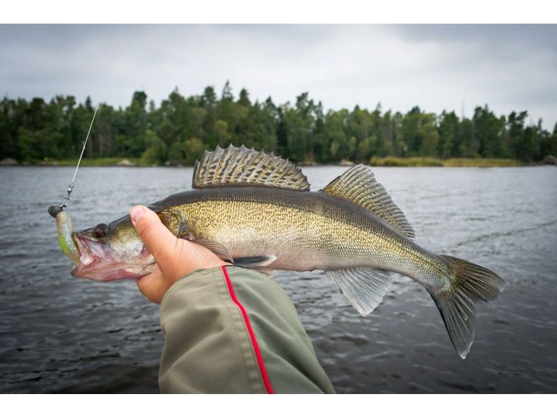 Finesse Bait Fishing