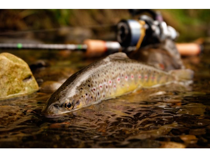 Welche Rolle ist die beste für Forellenangeln?