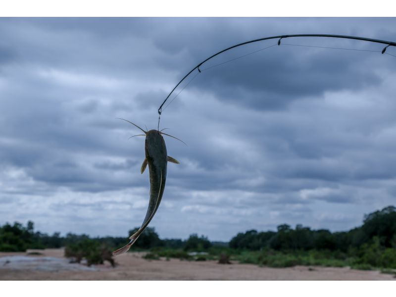 Welchen Angelrolle wählen Sie für das Welsangeln?
