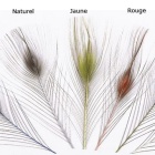 JMC Natürlicher entgrateter Pfauenaugenkiel