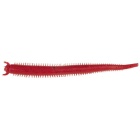 Gummiköder Berkley Gulp! Fat Sandworm 10 cm – 10er-Pack – Belly Red Shrimp