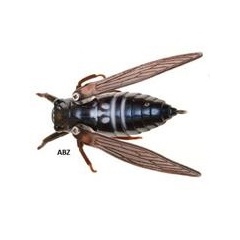 Köder Jackson Namazemi