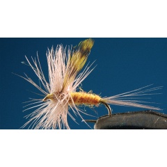 Satz mit 2 Ritrogena Ephemera Fliegen