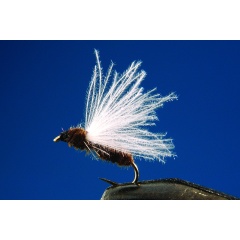 Satz mit 2 schwarzen Ameisenfliegen