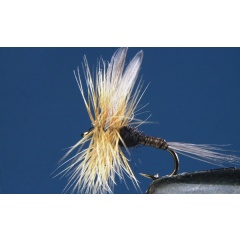 Satz mit 2 Baetis Niger Eintagsfliegen