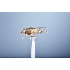 JMC Grundfliege Zikade H6