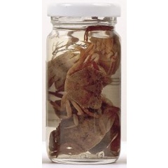 Naturköder in Dosen Grauvell Krebse