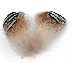 Federn JMC Holz Ente