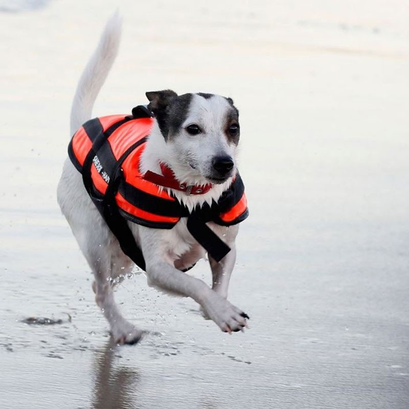 Gilet chien Aquarius Gilet de sauvetage pour chien Aquarius