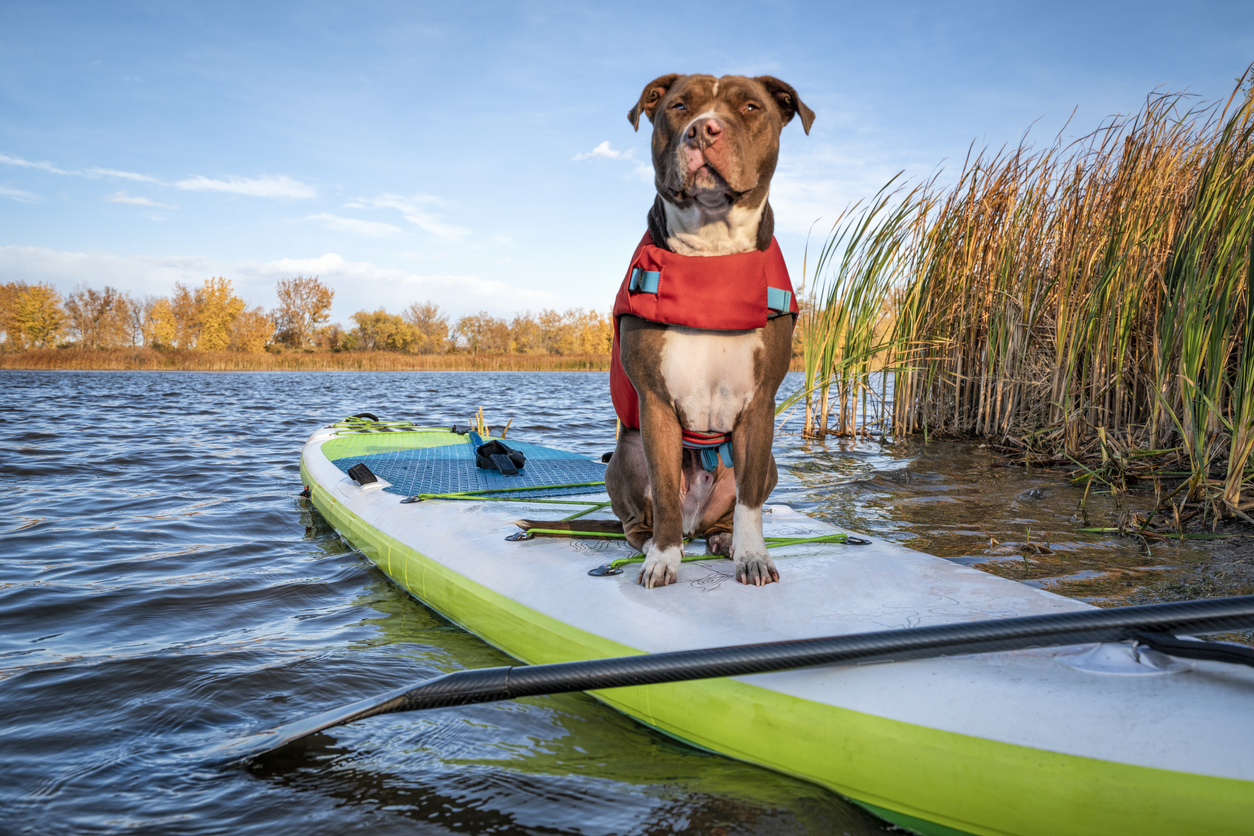 Gilet de sauvetage chien pour paddle Chien avec gilet en paddle