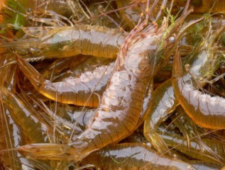 Angelköder Seekajak