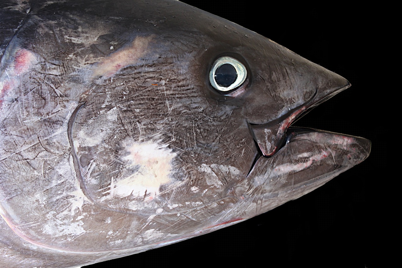 Roter Thunfisch Kopf des Roten Thunfischs