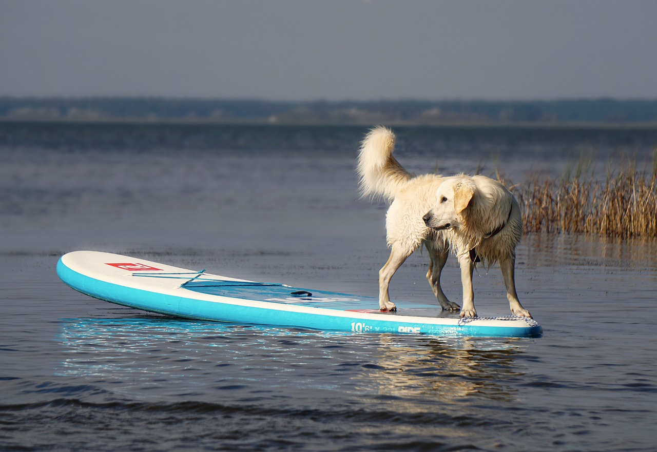 SUP mit Hund