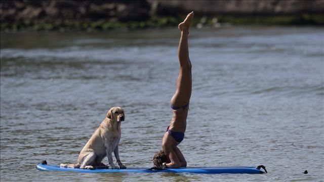 Brasilien Hund SUP Board