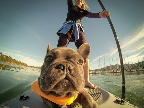 Hund SUP Boarden
