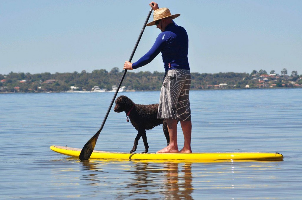 sup paddel hund einzigartig