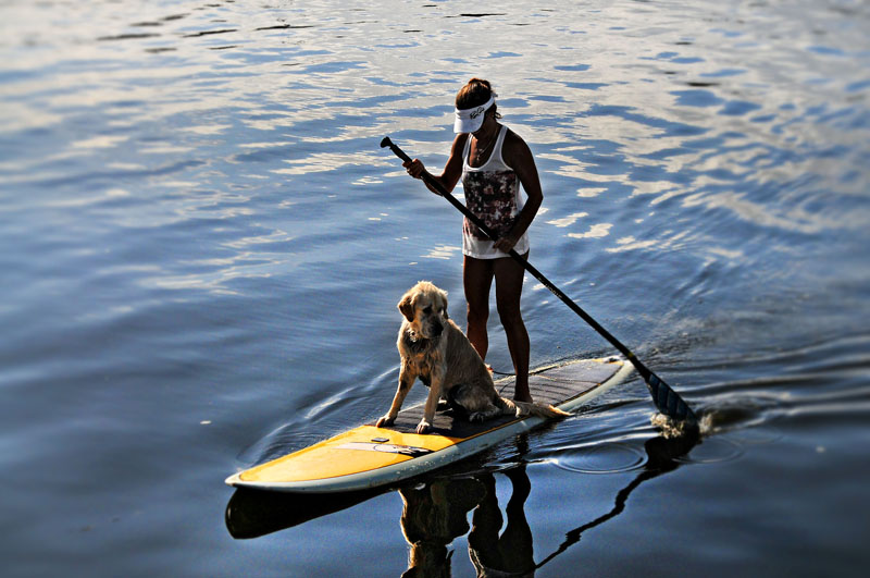 sup paddel hund