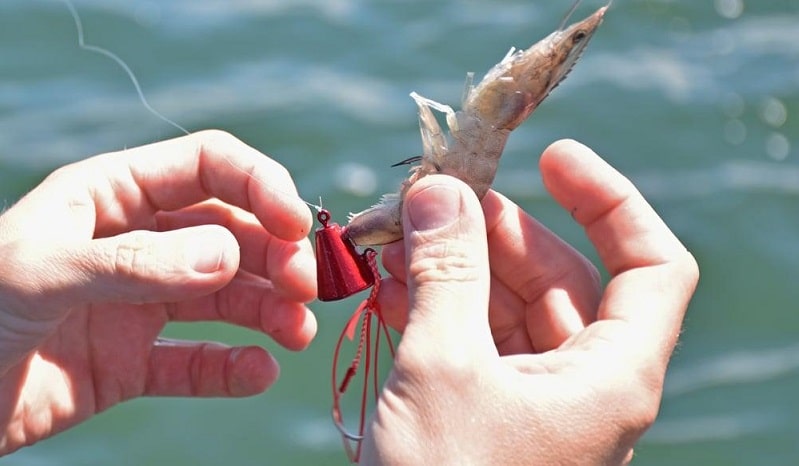 Tenya Angeln Tenya Angeln