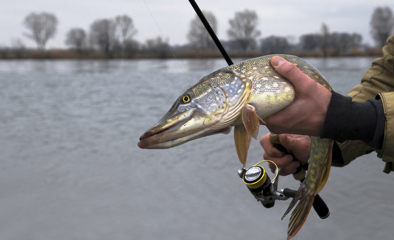 Ca,nne zum Angeln von Raubfischen